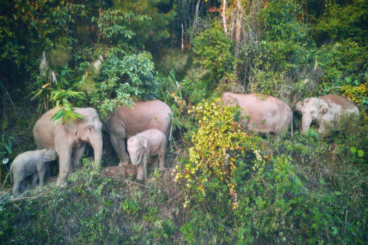 ELE COFFEE: A Symphony of Nature, Tradition, and Flavor
